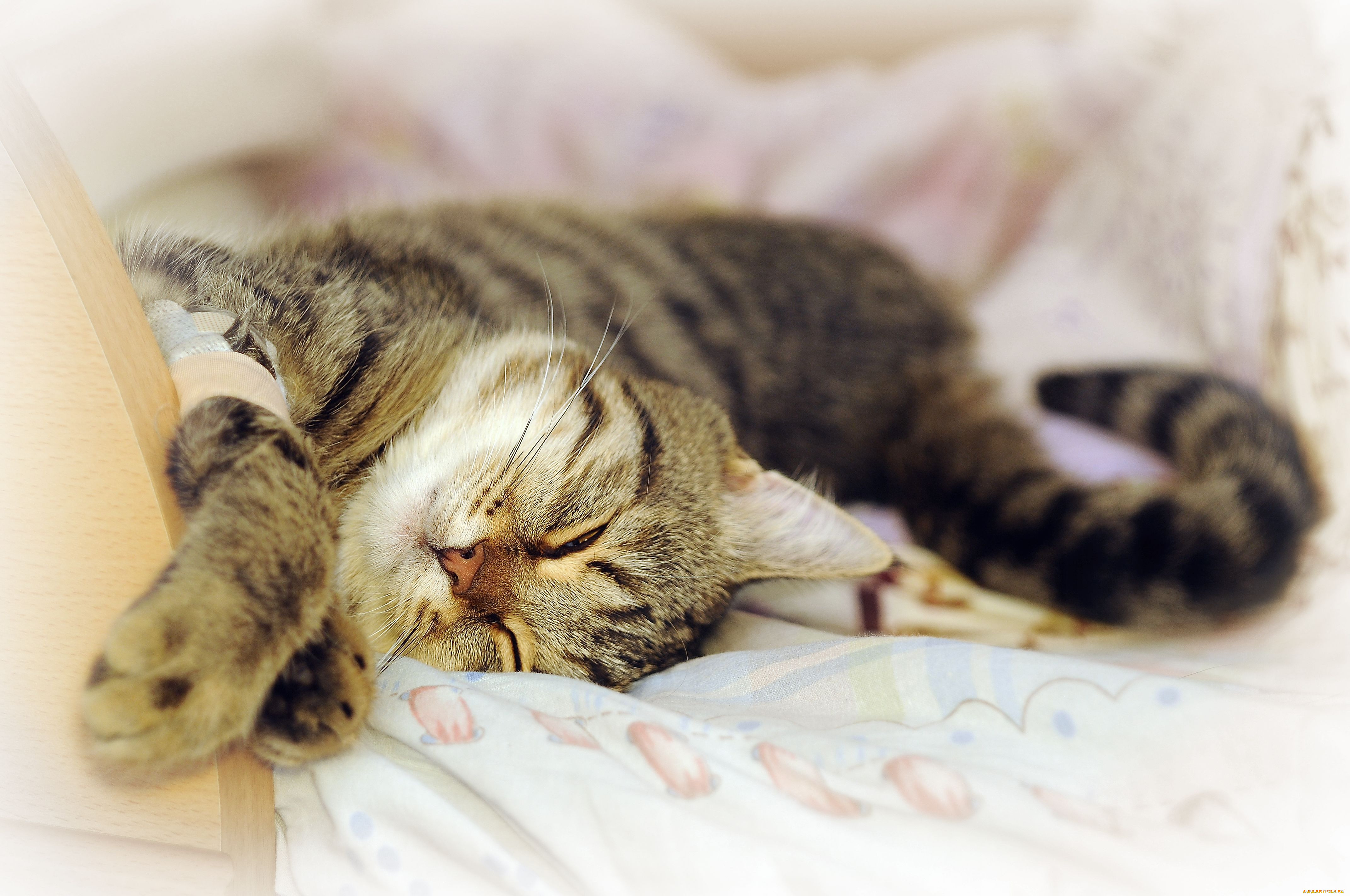 Котенок в постели. Спящие котята. Спящий котик. Котенок в кровати.